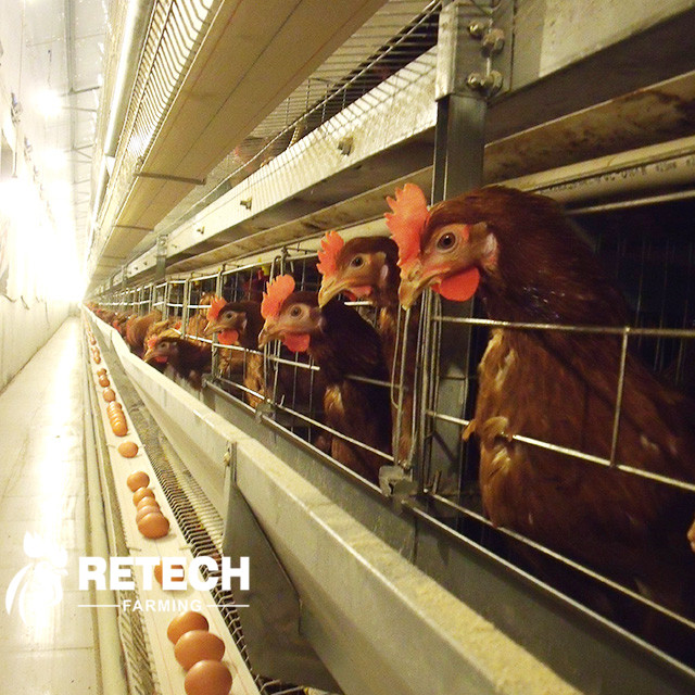 Bagaimana cara mendisinfeksi peternakan ayam dengan benar?
