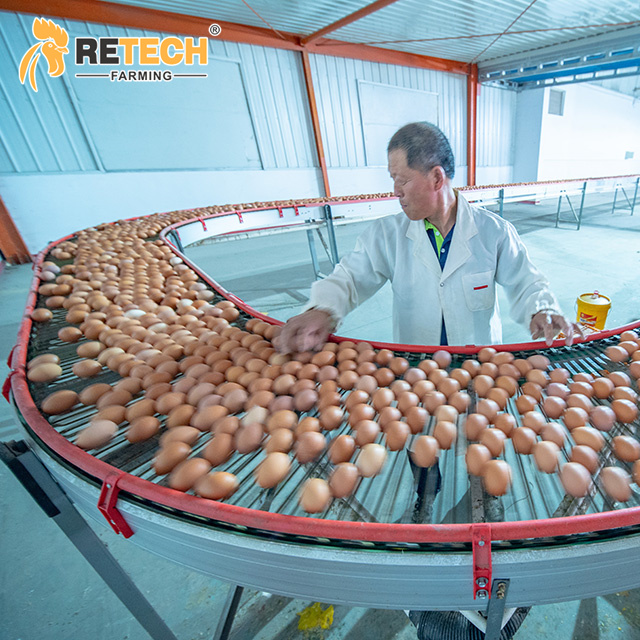 How to prevent a sudden drop in egg production?
