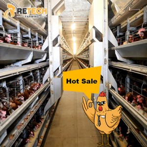 Wholesale Dealers of Pyramid Chicken Cage - RETECH Automatic H Type Poultry Farm Layer Chicken Cage – Retech