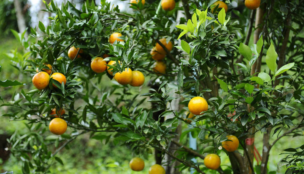 Gli straordinari effetti della buccia di mandarino e della polvere di buccia di mandarino