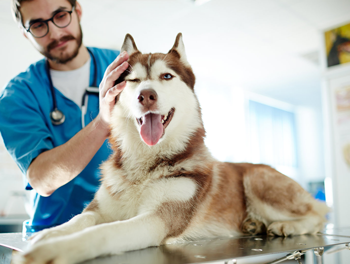 Ruční veterinární ultrazvuk