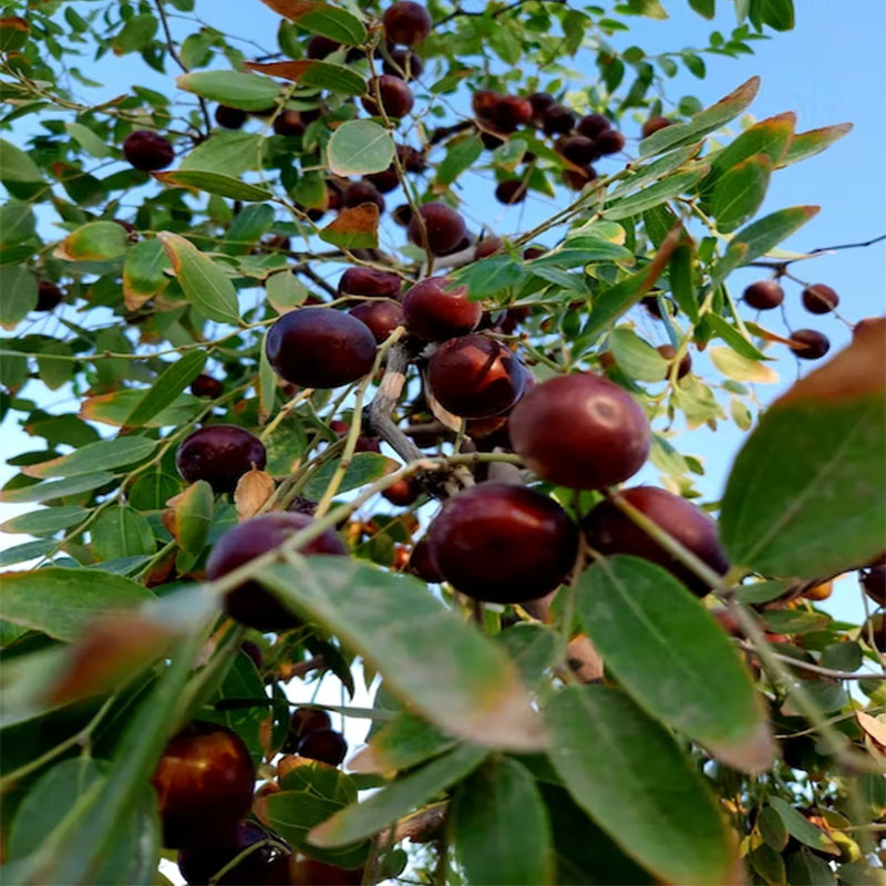 What is the Benefits of Wild Jujube