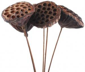 Dried Lotus Pods Factory for Party Office Home Decor