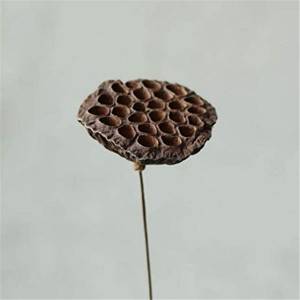 Dried Lotus Pods Factory for Party Office Home Decor
