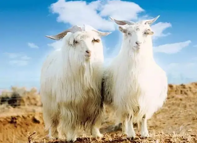 Contrairement à la laine traditionnelle, le cachemire est fabriqué à partir de fibres fines et douces peignées à partir du sous-poil d'une chèvre. Le cachemire tire son nom de l'ancienne orthographe de Kash (