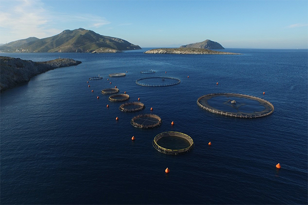 SCIC Short Link Chains Delivery For Aquaculture Mooring