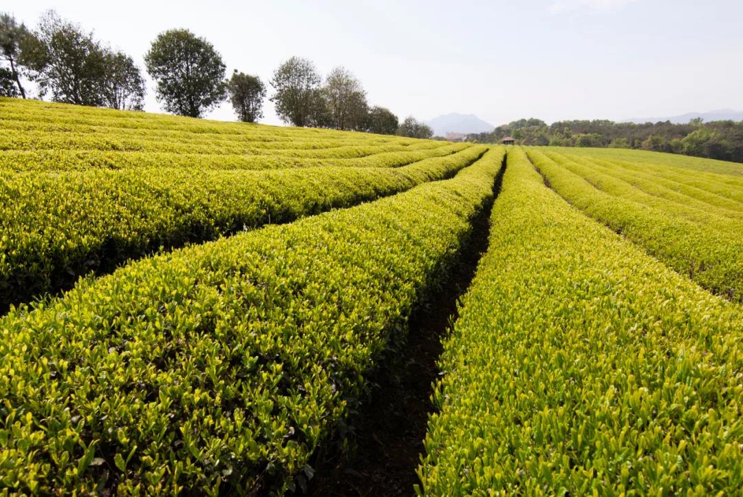 9 health benefits of green tea