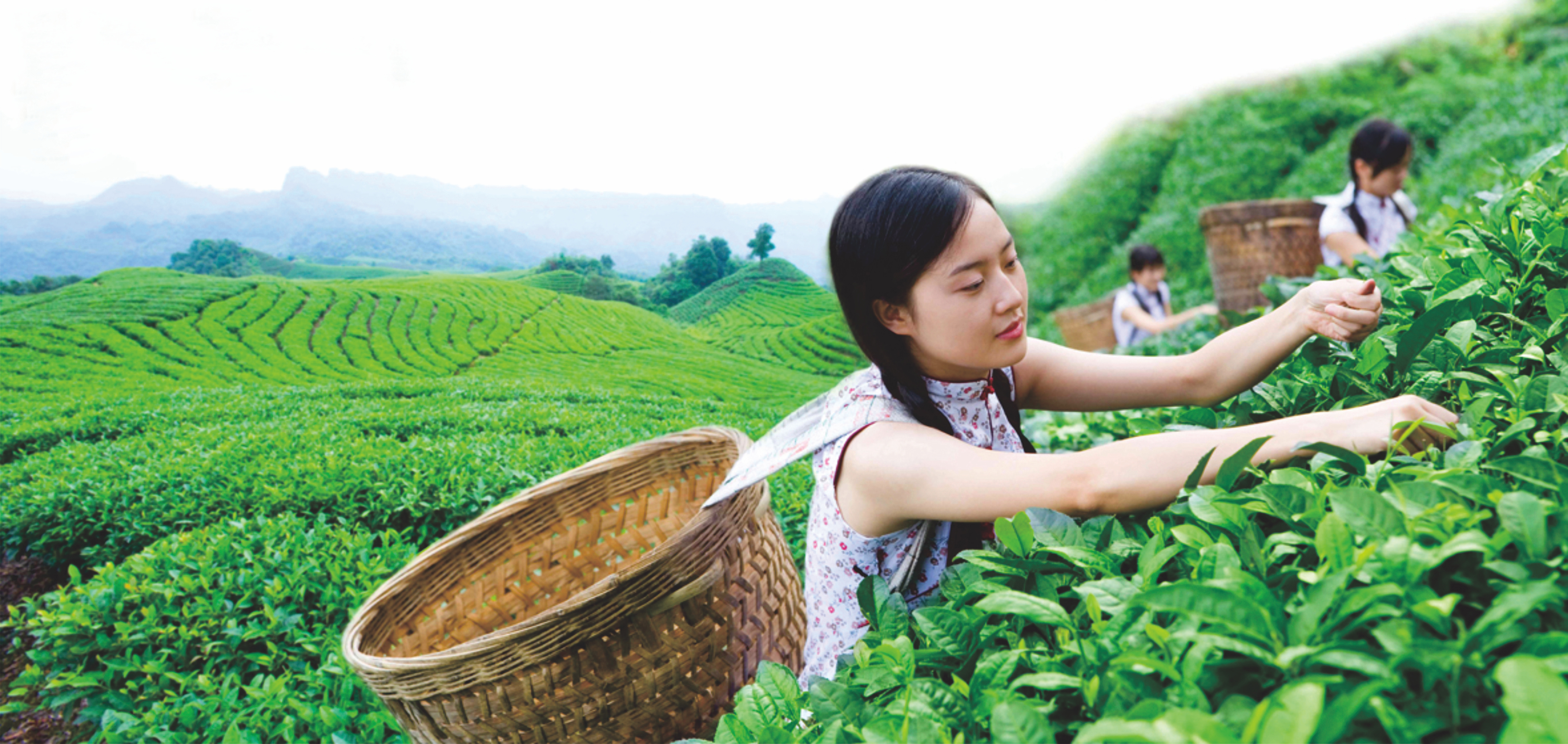 The latest data on China’s tea imports and exports from January to February 2021