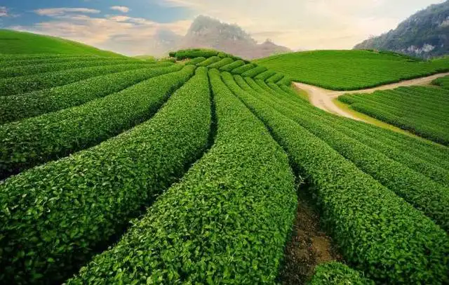 Анализ на износа на чай от Китай от януари до май 2022 г
