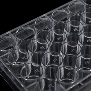 placa de cultivo celular, 24 pocillos, transparente