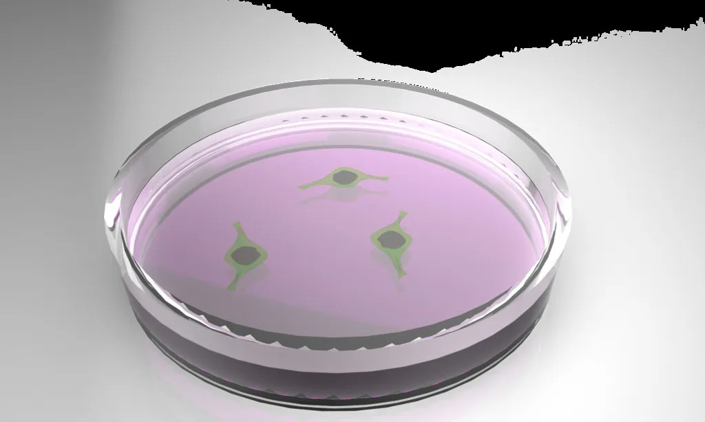 Istruzzioni per l'usu, a pulizia, a classificazione è l'usu di i piatti di cultura cellulare （1）
