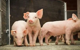 Apprenez-vous à utiliser le florfénicol, c'est incroyable pour traiter les maladies du porc !