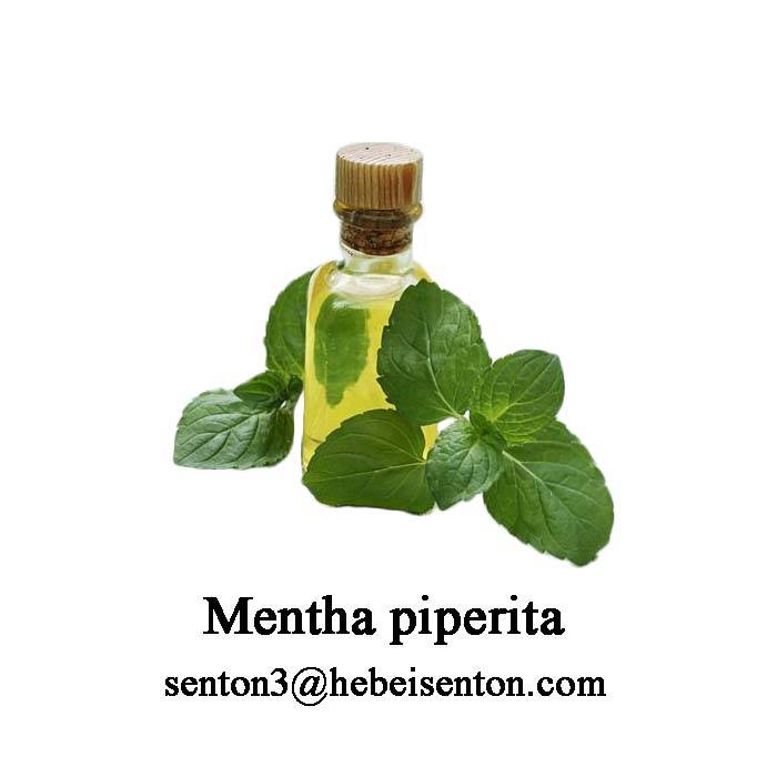 A menta tamén é coñecida como Mentha piperita