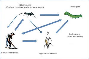 Bioloģiskais pesticīds: dziļa pieeja videi draudzīgai kaitēkļu kontrolei