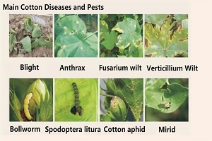 Principales enfermedades y plagas del algodón y su prevención y control (1)