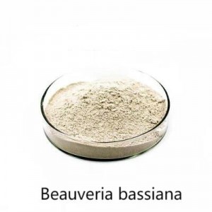 Një insekticid i riciklueshëm dhe shumë efikas Beauveria bassiana