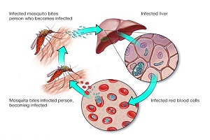 新しいデルタメトリンとクロフェナクのハイブリッド ネットである PermaNet Dual は、ベナン南部でピレスロイド耐性ハマダラカ ガンビエ蚊に対する有効性の向上を実証しています。