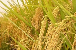 L'Iraq annuncia a cessazione di u cultivo di risu