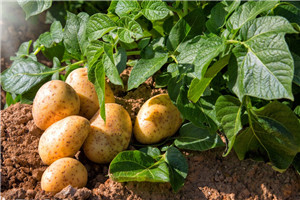 Harm and control of potato leaf blight