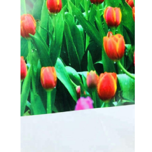 135gsm Eco-solvent/UV/LATEX Printing Backlit Fabric Super Smooth Textile