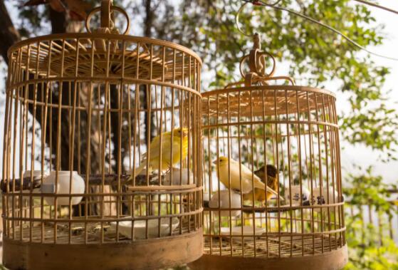 Le choix de la cage dépend de l'oiseau