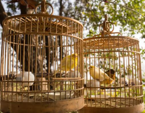 Proper use of bird cage