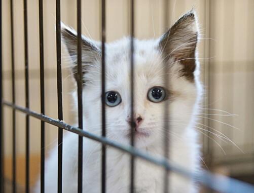 Un transport pentru pisici în interiorul unei cuști pentru animale de companie are multe avantaje