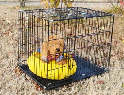 The importance of cleaning pet cages in summer