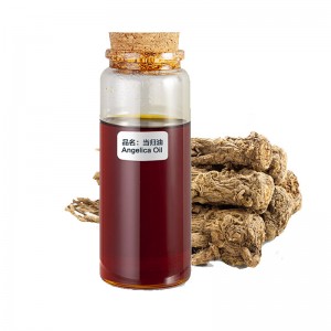 Óleo de raiz de ginseng angélica extrato de ervas óleo de angélica para cuidados femininos