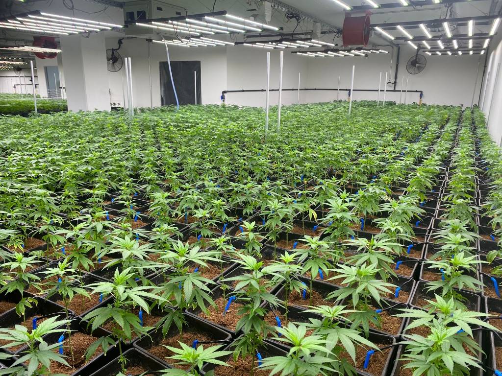 大麻にとって理想的な栽培室の湿度