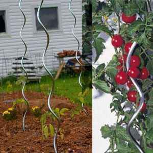 Hỗ trợ xoắn ốc / cà chua thực vật