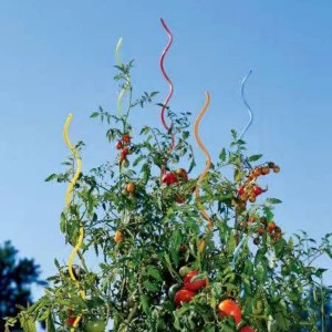 Spirale di pianta / Supportu di Tomate