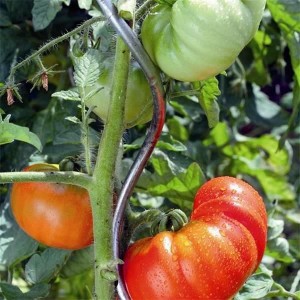 Spiralja e bimëve / Mbështetja e domates