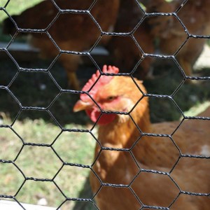 Jaring kawat heksagonal / Kawat Ayam