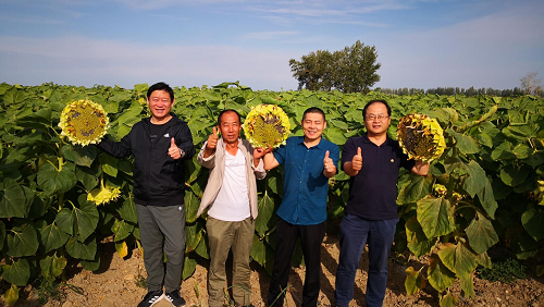 Ganawar Dandanan Matan Sunflower 2022