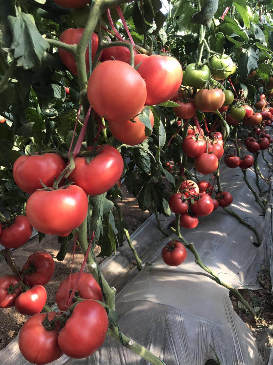 SXTS No.1403 Arrosa Hybrid Tomate Haziak
