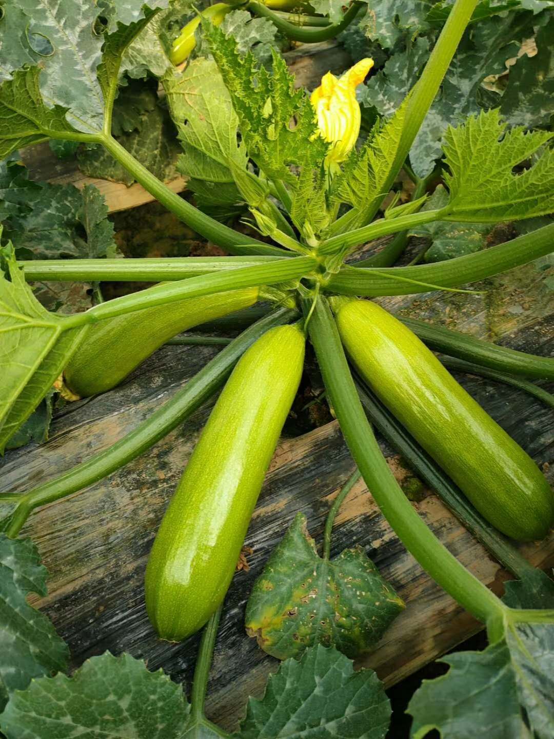 Хибриден жад бр.1 рано зрели мазни зелени семиња од тиква