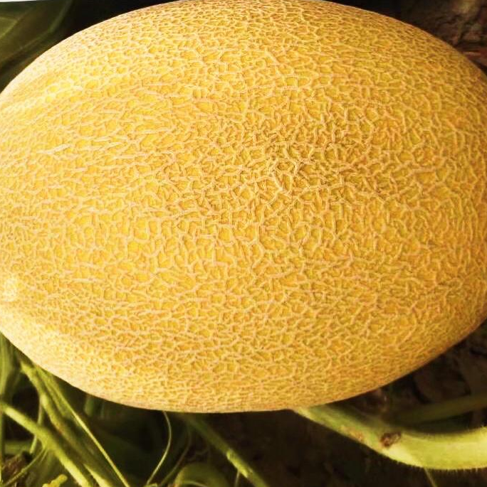 Yellow Xing Ha hybrid red flesh sweet melon seeds