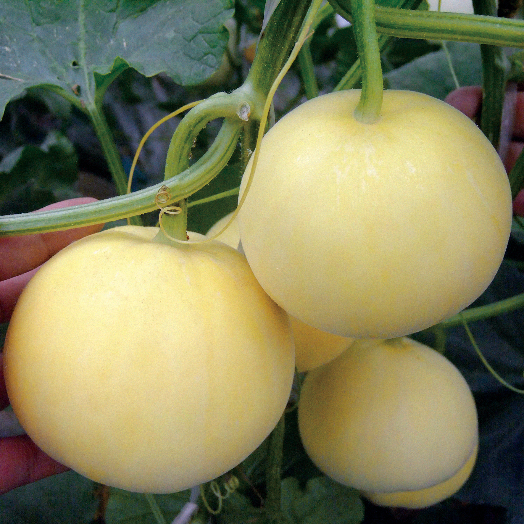 Fremragende tilpasningsevne hybrid moskus melon frø til dyrkning
