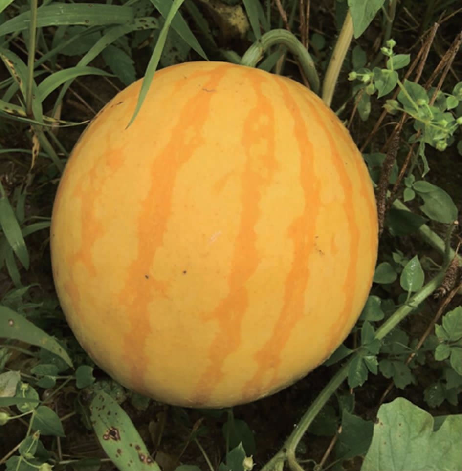 Golden Princess Výsadba semien dobrej kvality vodného melónu bez semien