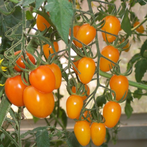 Chinesische hochertragreiche goldgelb-orange Kirschhybrid-Tomatensamen zum Anpflanzen