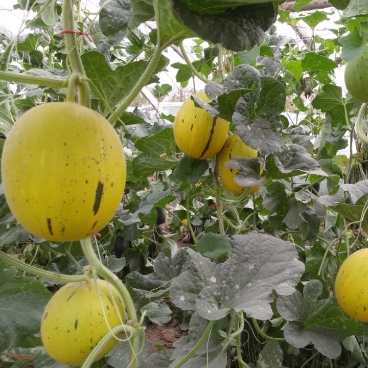 Yellow Meteor Hybrid F1 គ្រាប់ពូជ Melon សម្រាប់ដាំ
