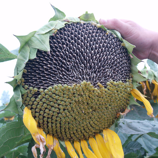 Hybrid f1 Intsik nga sunflower nga liso para sa pagtanum SX No.5