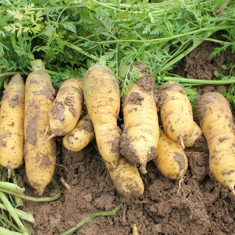 2021 Vendita calda Sementi di verdura Hybrid Seeds di carota gialla per a piantazione