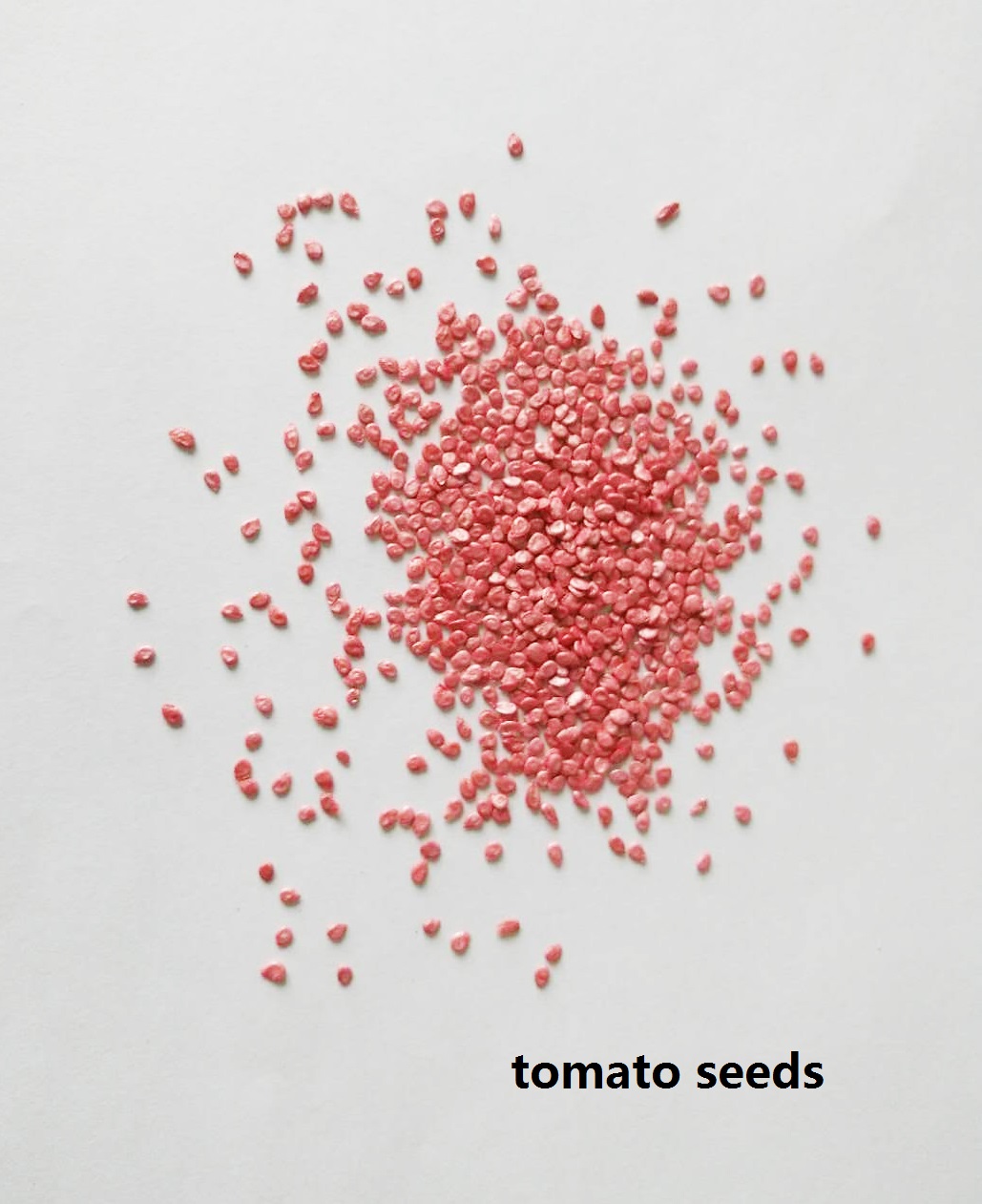 SXTS No.1403 Pink Hybrid Tomate Some
