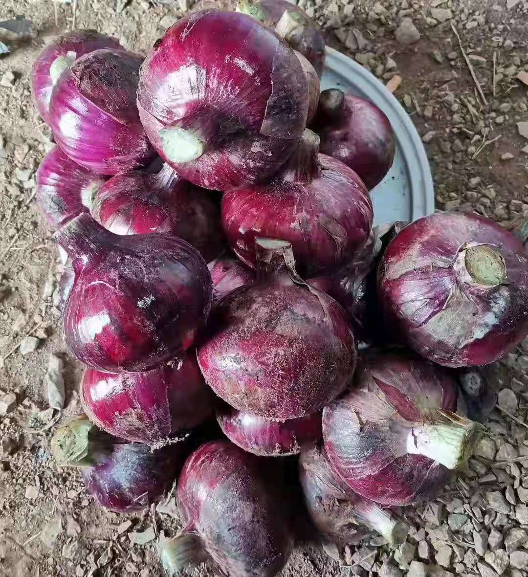 Kinų karštasis išpardavimas derliaus kokybiškų daržovių hibridinių raudonųjų svogūnų sėklų