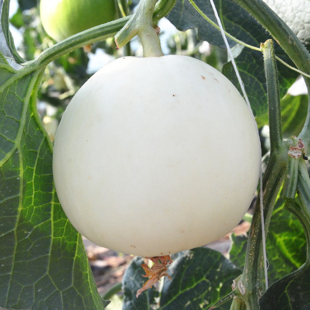 Hibridinių baltųjų odelių melionų sėklų sodinimas Sweet Star Nr.18