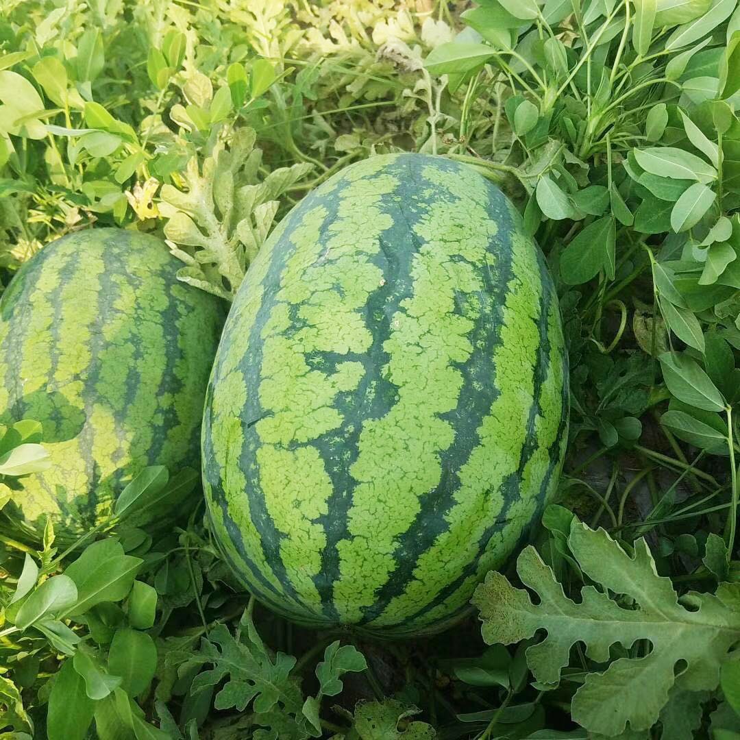 Emperor 2 high yield good quality hybrid watermelon seeds