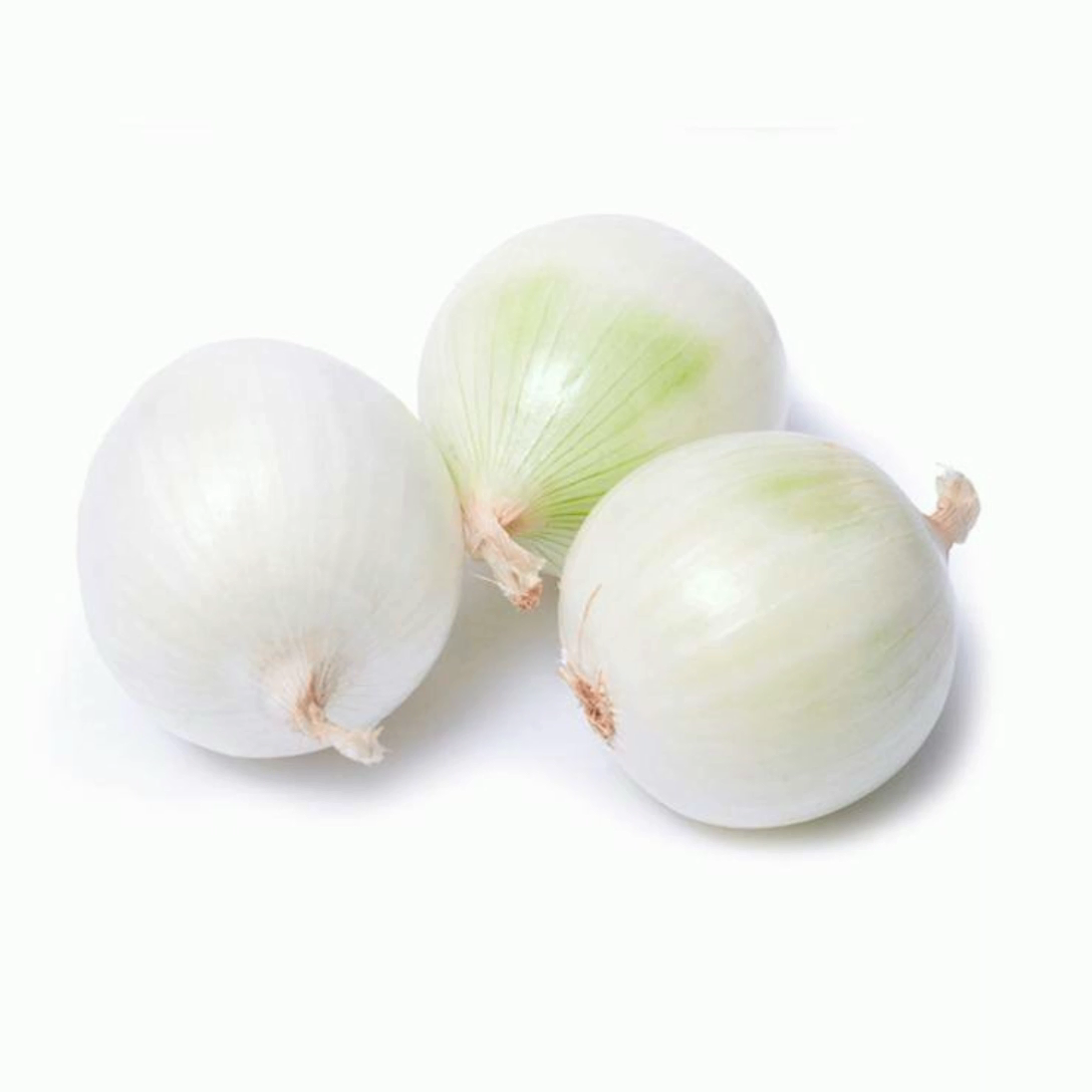 Semillas de cebolla blanca de alto rendimiento y buenas resistentes a enfermedades para plantar