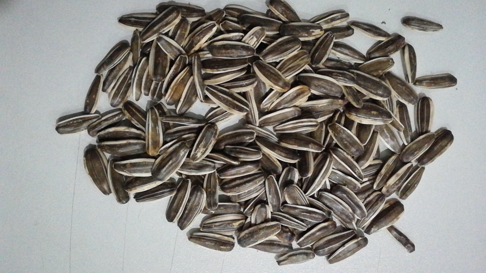 hibridni 361 tip sadnje sjemena suncokreta